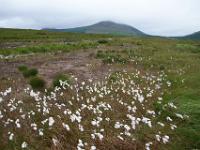 Wollgrasfeld und wolkenverhangener Berg im Glenveagh NP - Co. Donegal